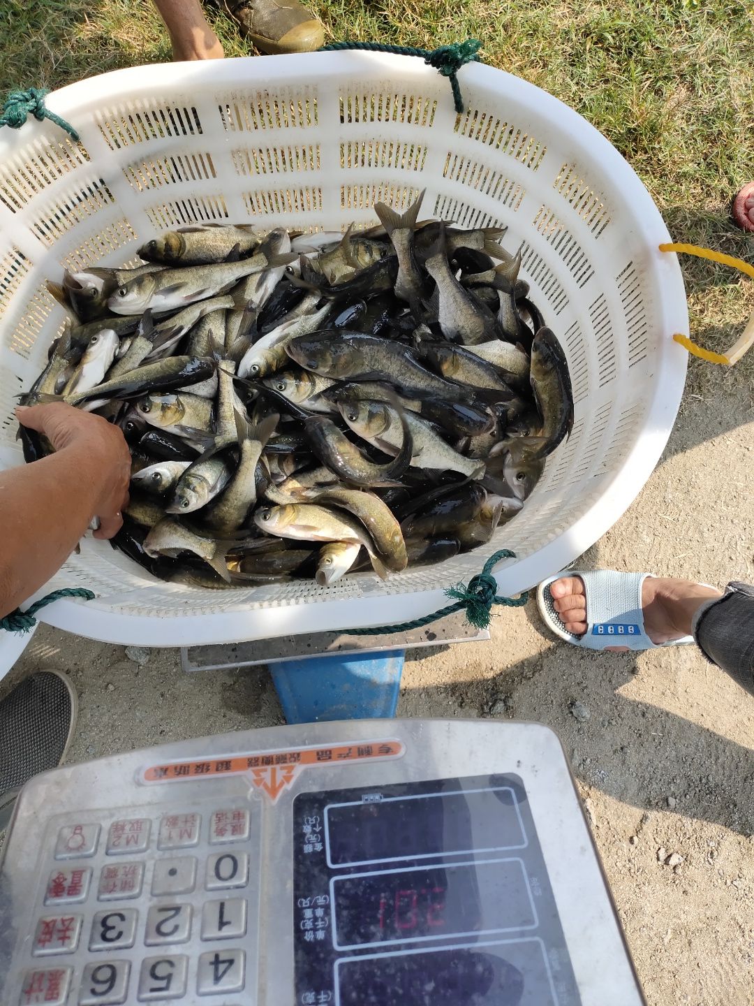 青鱼苗