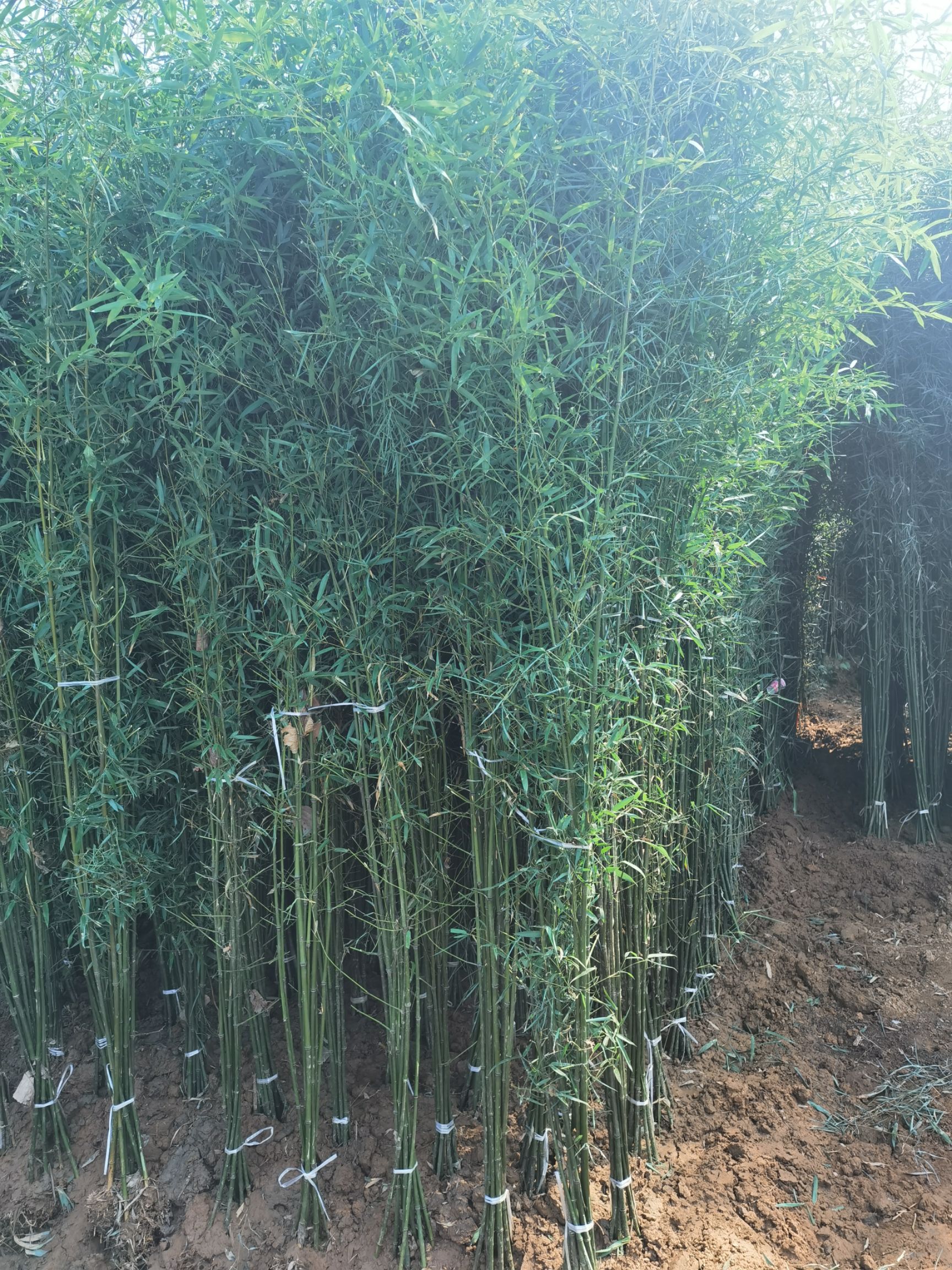 刚竹  ，竹苗，竹子，金镶玉，紫竹，罗汉竹，毛竹，慈孝竹