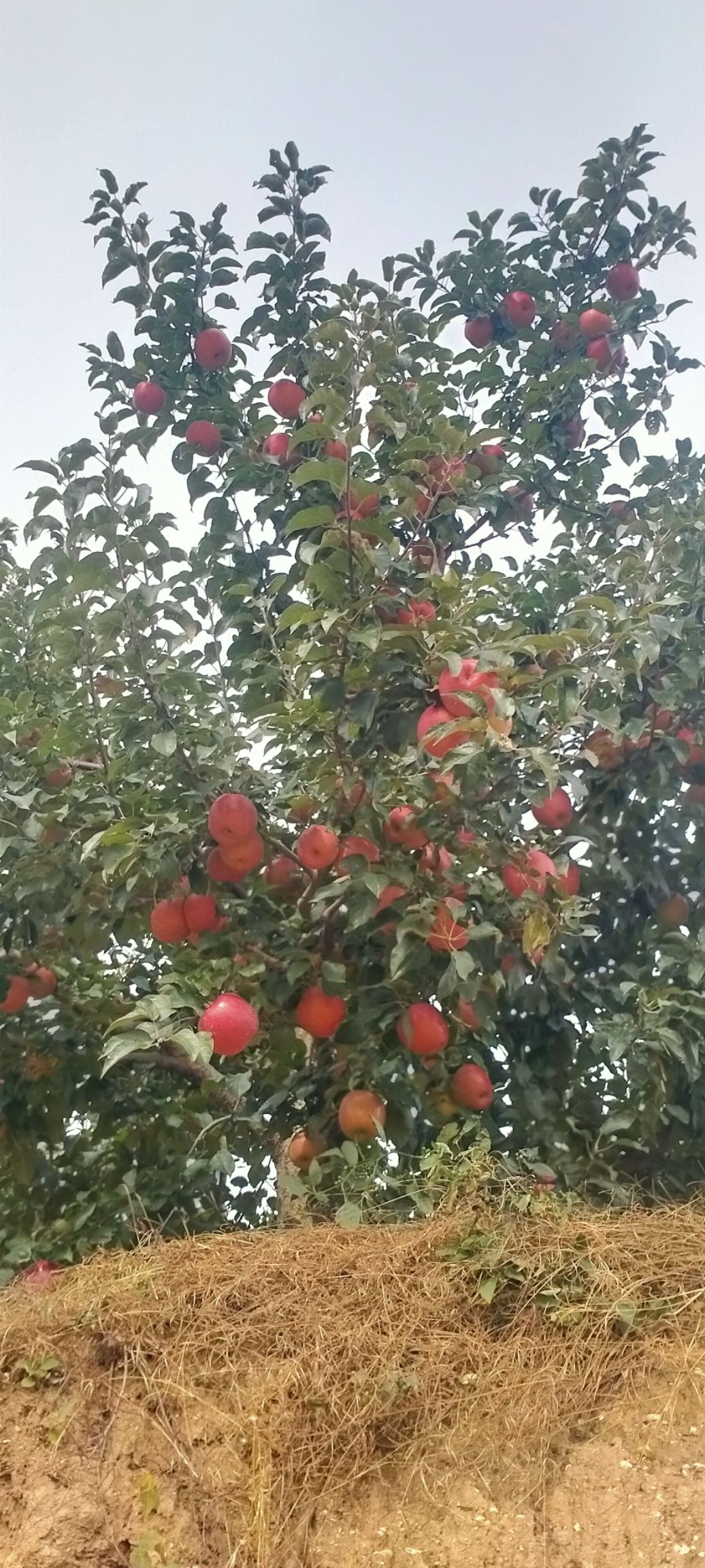 寒富苹果  不套袋寒富光果，一件代发各种平台