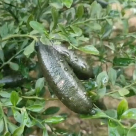 灵山县手指柠檬嫁接苗 