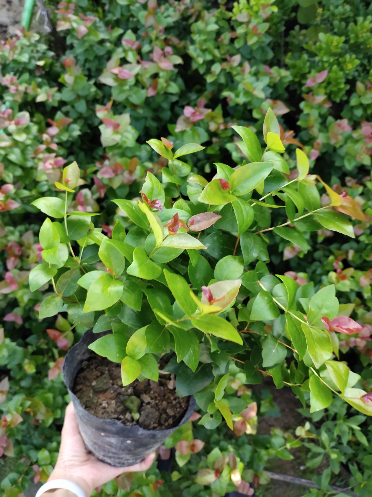 草果苗  果树红果仔实变色如红灯笼可食用庭院盆栽植物25左右公分高