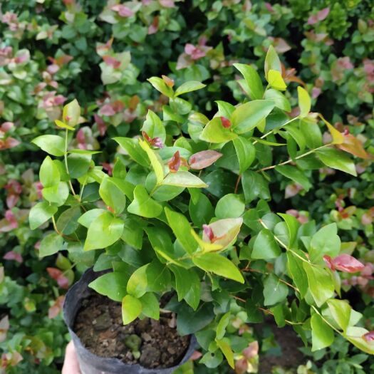 普宁市草果苗  果树红果仔实变色如红灯笼可食用庭院盆栽植物25左右公分高