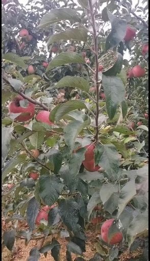 寒富苹果  不套袋寒富光果，一件代发各种平台
