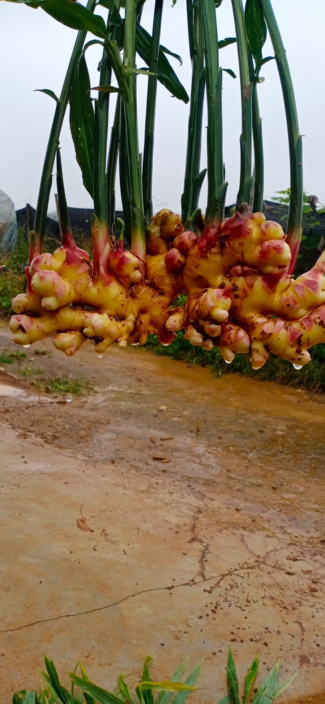  优质云南小黄姜，二黄姜