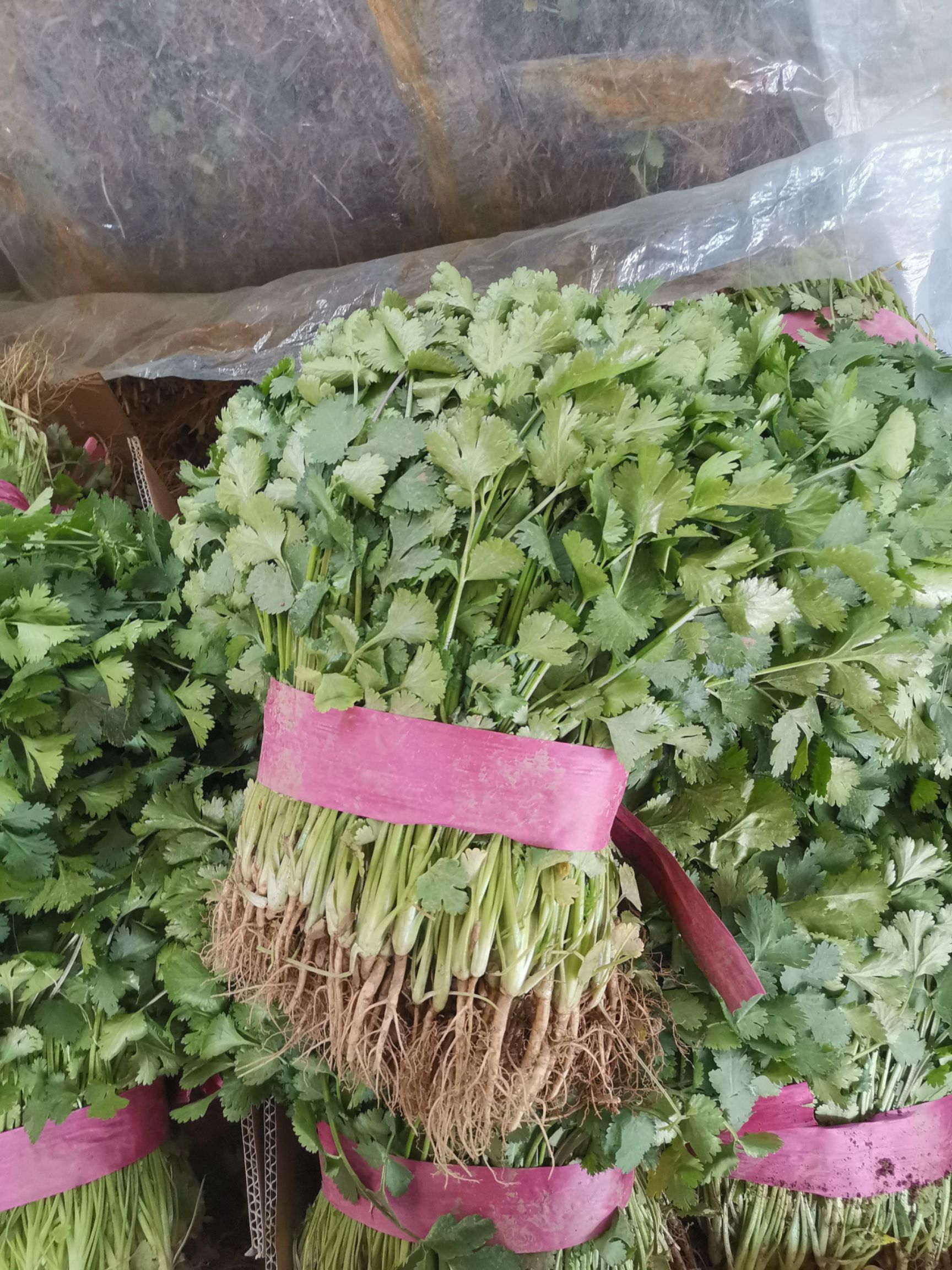 大叶香菜  货源充足，大量供应质量保证，诚信第一需要的联系我我
