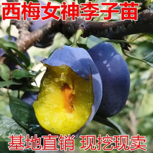 女神李子树苗 西梅李子树,产地直销,皮薄肉多,香甜可口适应