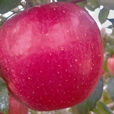寒富苹果  不套袋寒富光果，一件代发各种平台