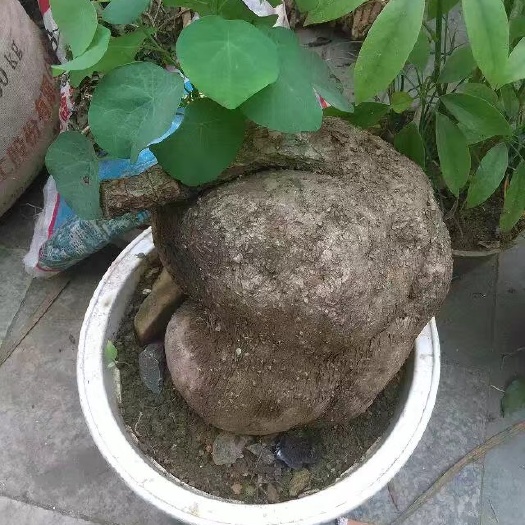 紫露草 绿藤金不换植物