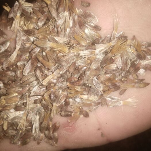 盖州市苍术种子 一代条形朱砂点苍术保证质量货源充足