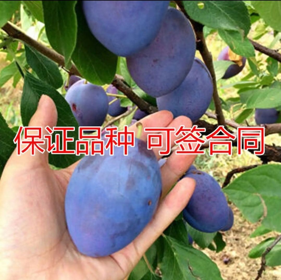 女神李子树苗  西梅李子树，产地直销，皮薄肉多，香甜可口适应