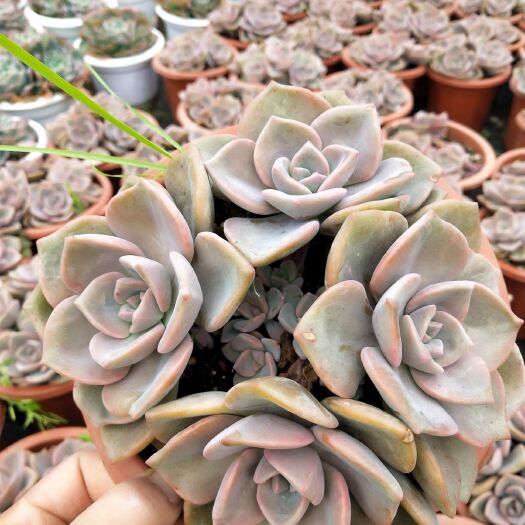 昆明 230盆彩虹糖