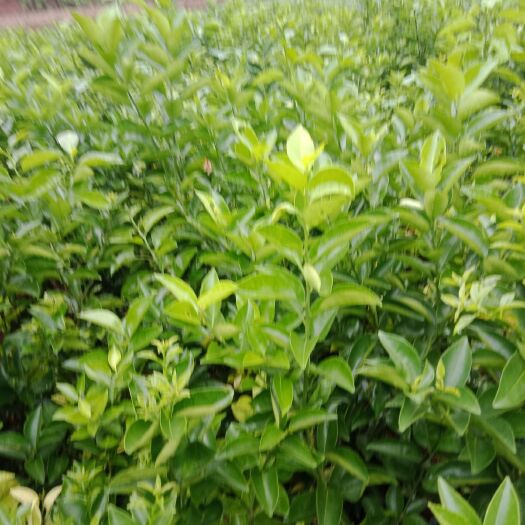 重庆市枳壳苗 优质枳壳树苗