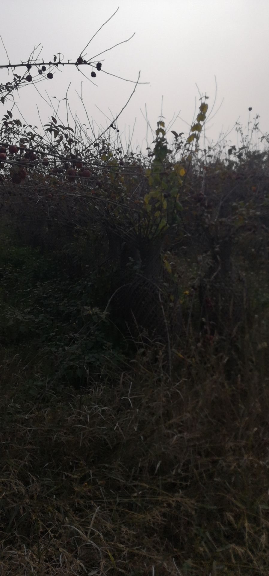 花瓶海棠苗木 造型海棠树桩 四季海棠花瓶树桩