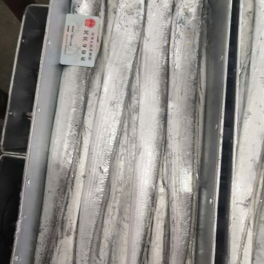 海阳市 带鱼
