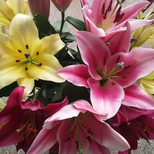 东海县百合花  各色百合 质量颜色有保障 花期可长达20天