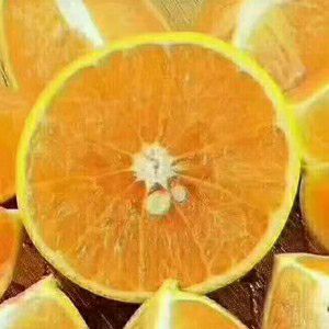 中国橙王  佳果【红江橙】