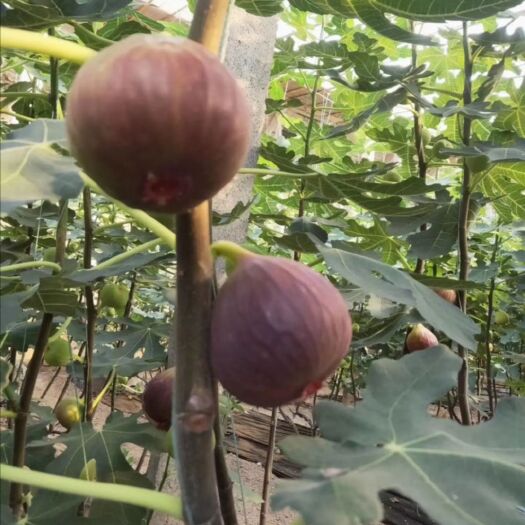 泰安波姬红无花果苗  无花果树苗，波姬红，布兰瑞克