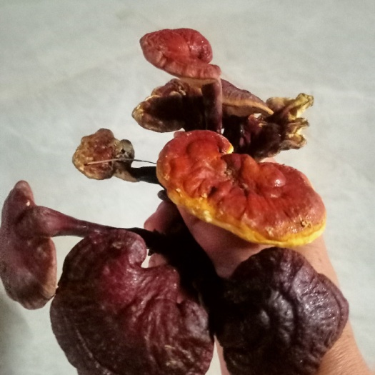 南雄市灵芝  深山采集～假货包退。