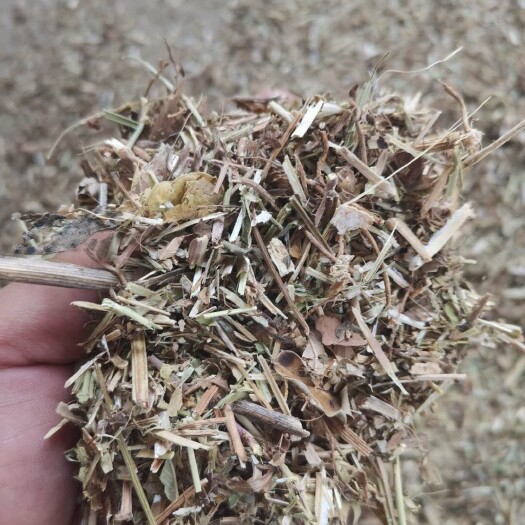 石家庄花生秧 