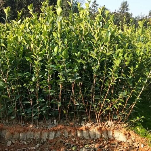 瑞昌市油茶树苗 高产油茶树，量大从优。产地江西
