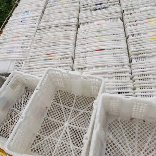 东莞市二手桂圆筐 小芒果筐 塑料筐周转筐 周转箱