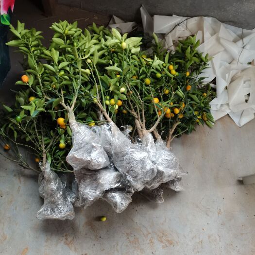平邑县蜜桔苗  金蛋蜜桔子树苗，皮脆无核自然香甛，欢迎咨询购买