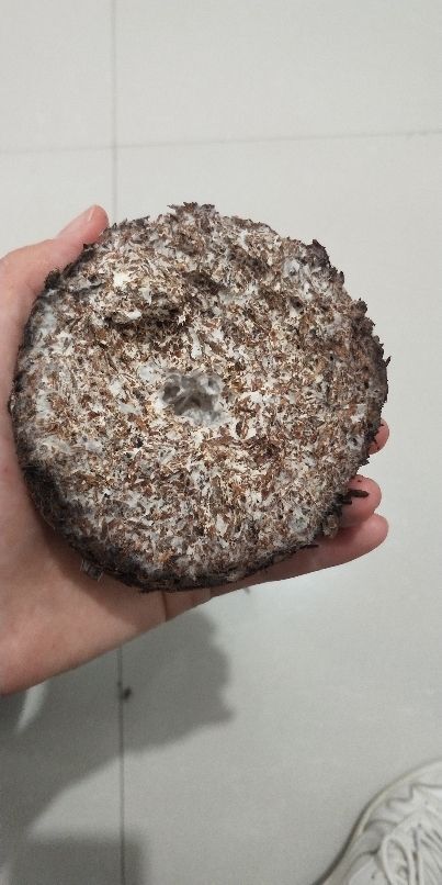 沛县鸡枞菌菌种  黑皮鸡枞菌包