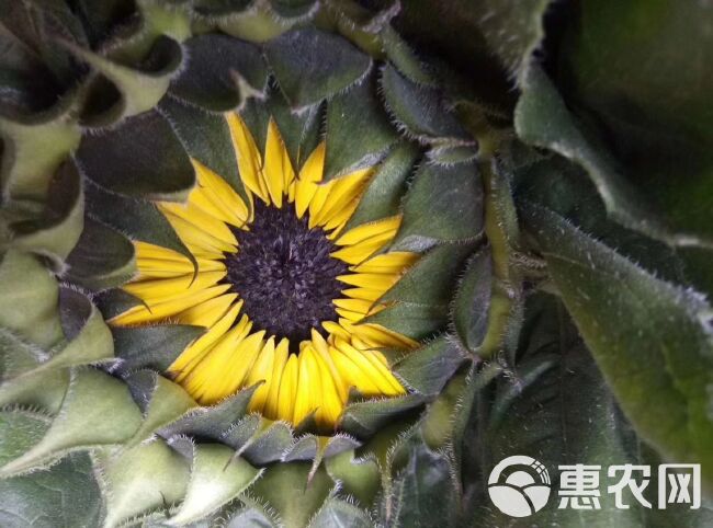 切花向日葵种子向日葵 切花种鲜花种子文森特