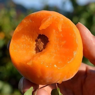 平邑县金太阳杏树苗  杏树嫁接苗果苗盆栽特大金太阳甜杏北方地栽庭院杏子苗树当年结果