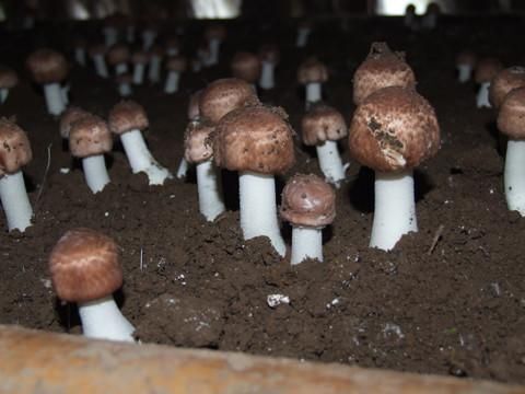 息烽县人工松茸  人工种植松茸供应