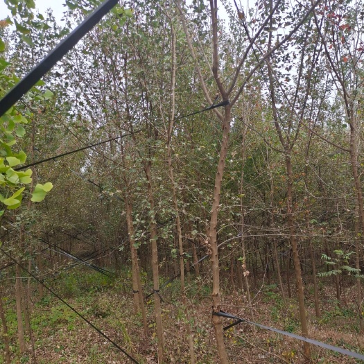 京山市三角枫小树苗，各类规格均有，量大优惠