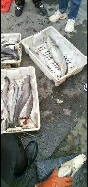 宁波鮸鱼 新鲜米鱼，身子硬，条子大，