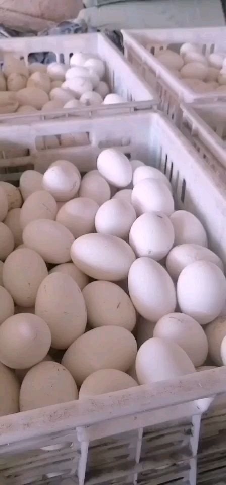 固镇县鲜鹅蛋 孵化 箱装 