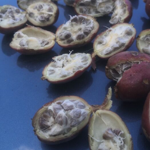 泸水市草果 炭火烧制，颗粒饱满，颜色正黄。
