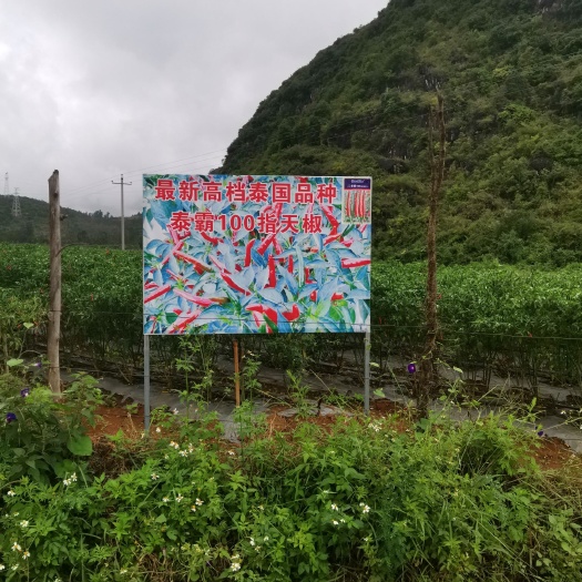 砚山县 泰霸100