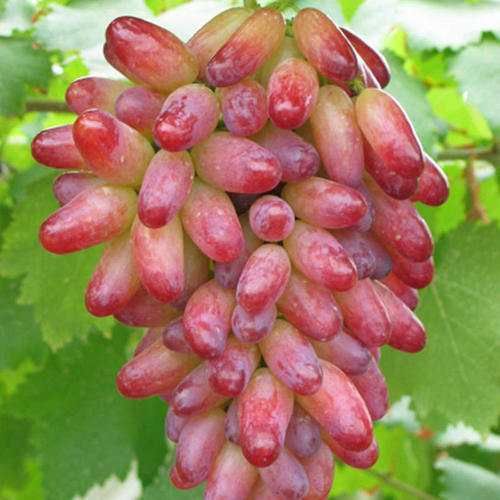 平邑县碧香无核葡萄苗  红提各种葡萄提子包品种