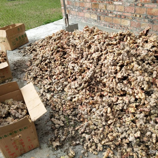 南丹县老姜  大黄姜，鲜货，特级货品，产地直销