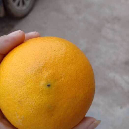 资阳脐橙 漂亮的橙子，果面干净，味道好