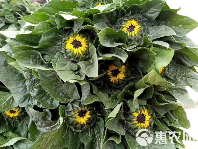 切花向日葵种子向日葵 切花种鲜花种子文森特