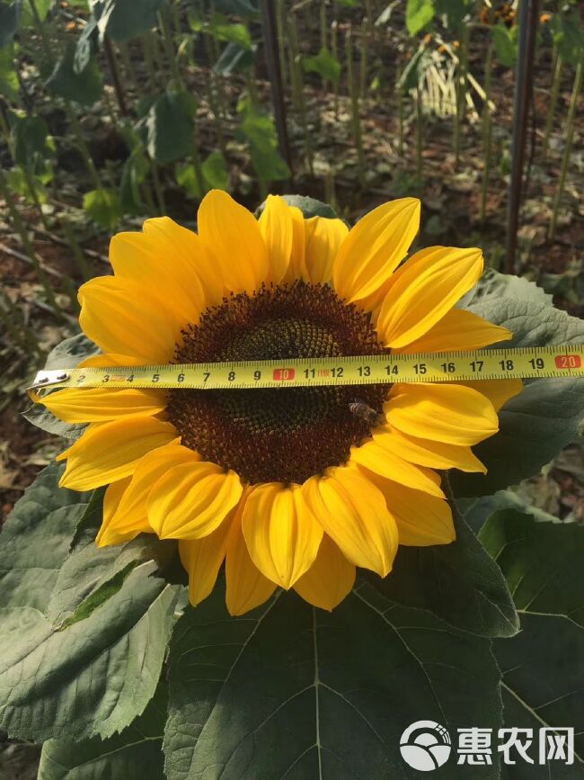 切花向日葵种子向日葵 切花种鲜花种子文森特