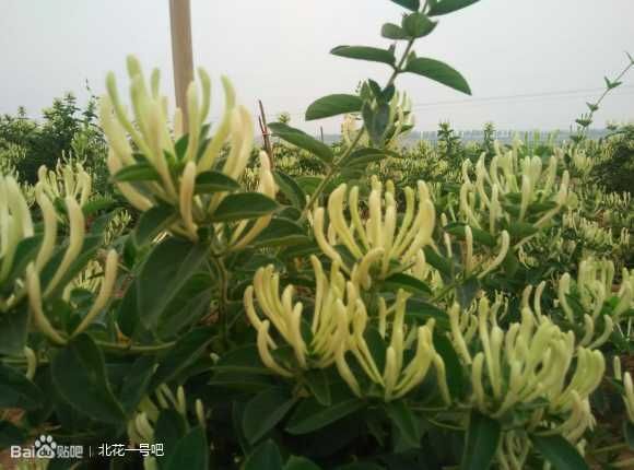 荥阳市北花一号金银花苗  山东北花一号四年成苗