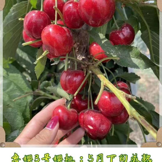 泰安矮化樱桃苗，奇早瑞德，鲁樱3号，技术指导，签订购苗合同