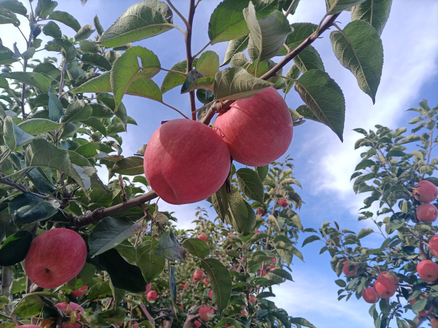 红富士苹果  条红富士