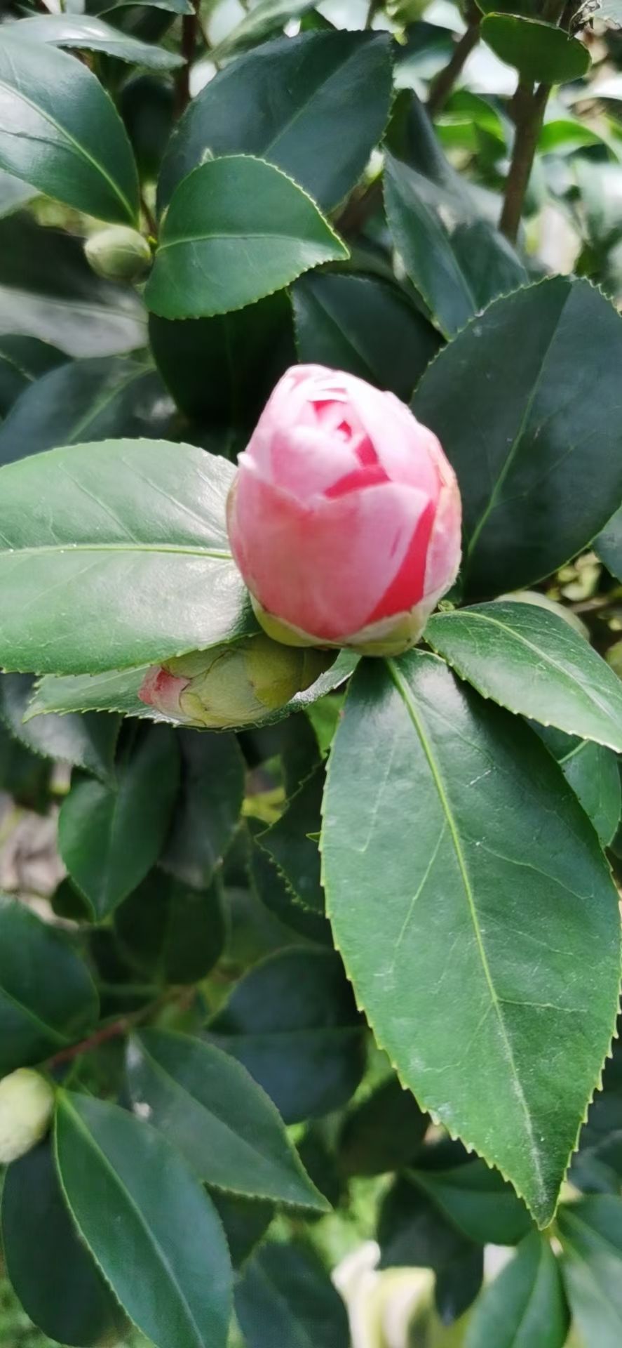 21杯五色赤丹茶花帶花苞露色 一樹多色 產(chǎn)地苗圃基地批發(fā)直銷