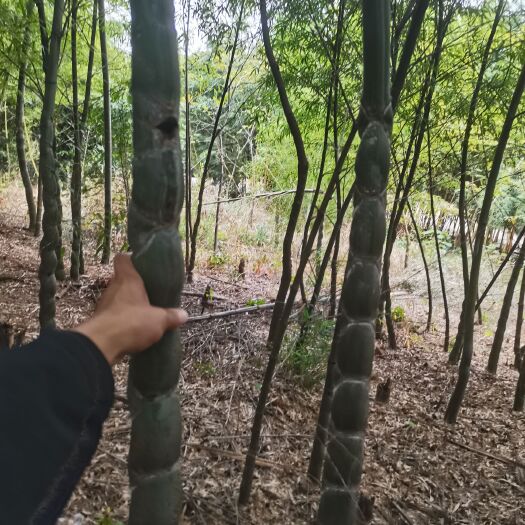 沭阳县龟甲竹，常年销售各种竹苗，有需要的老板联系！