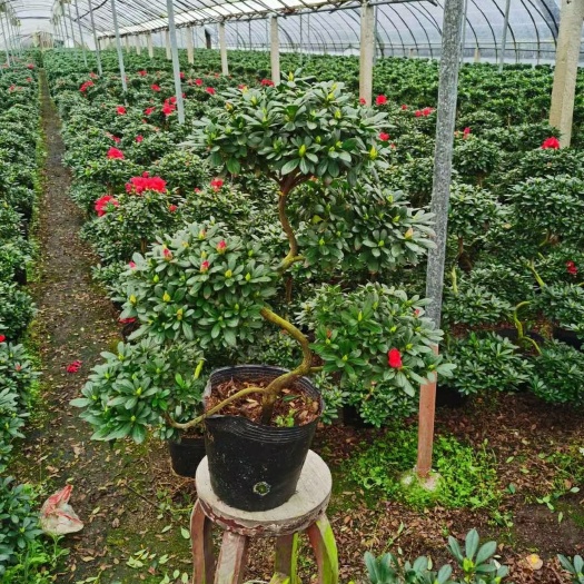 漳平市悬崖杜鹃 游龙杜鹃花带花苞 造型杜鹃花 苗圃基地批发直销欢迎咨询订购