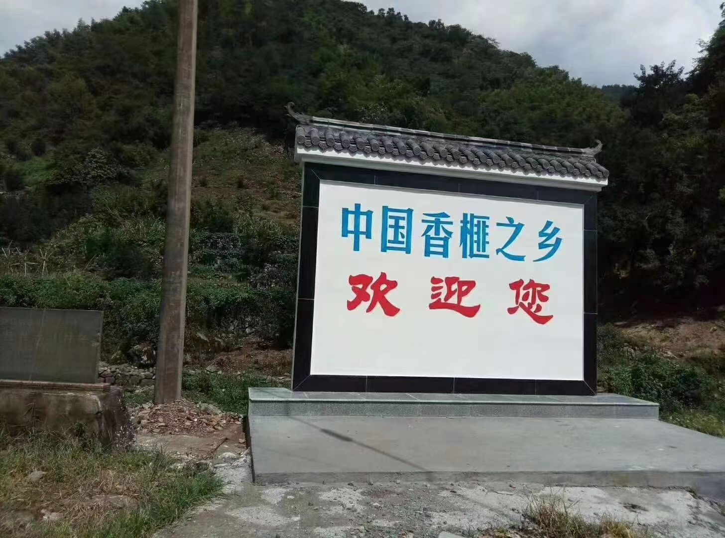 中国珍稀干果之王西垣香榧