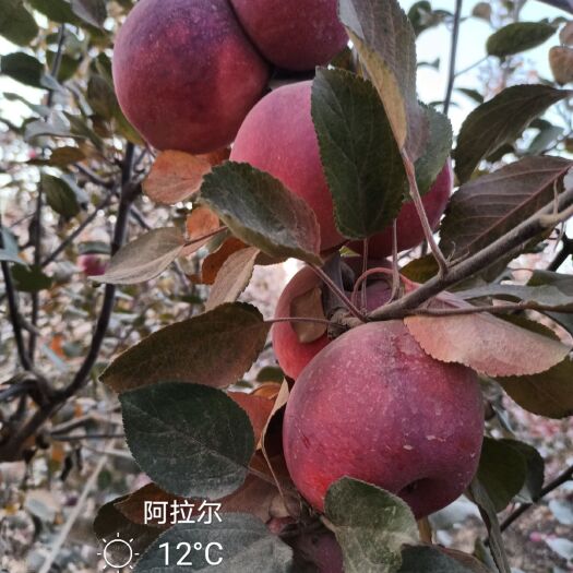 阿拉尔市红肉苹果  新疆兵团农场一手货源119-06红色之爱苹果