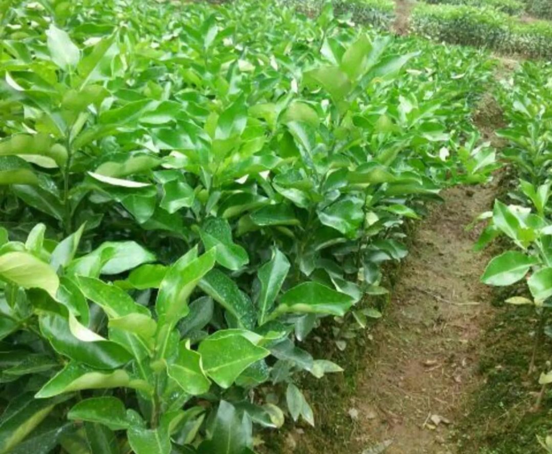 红心柚苗  三红柚琯溪蜜柚红宝石柚脆香甜柚品种纯正基地保湿发货成活率高