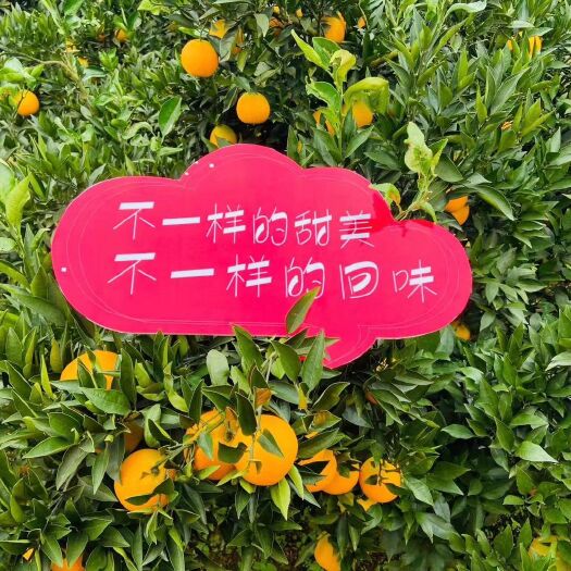 金堂县黄橘子  脐橙